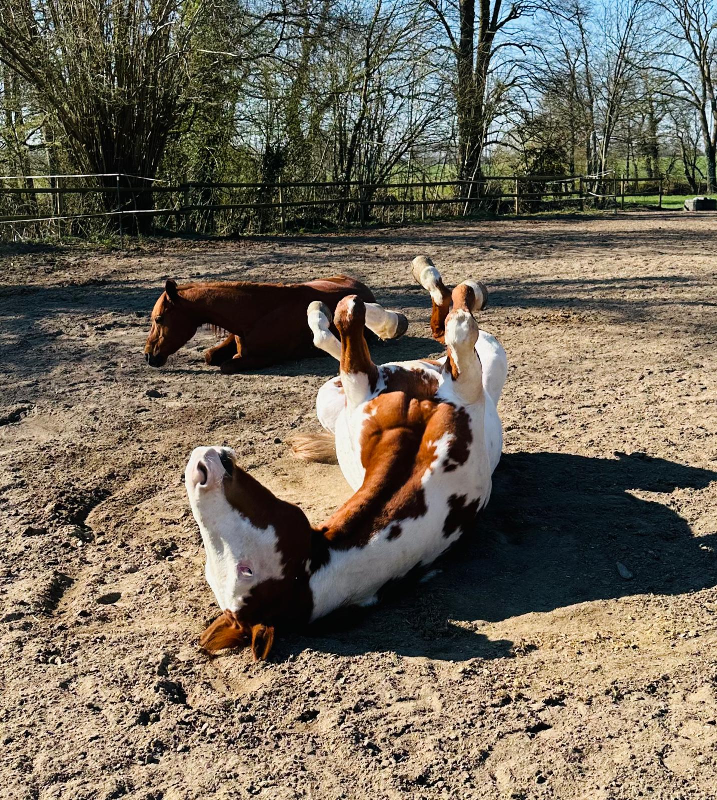 Pferde in der Sonne