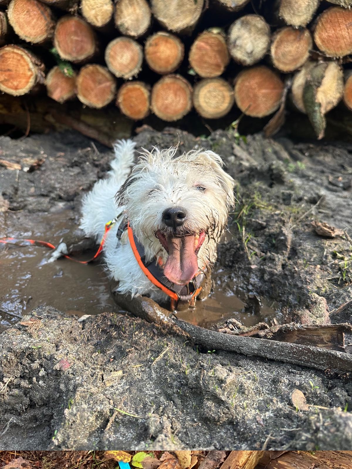 Watson am Holzstapel
