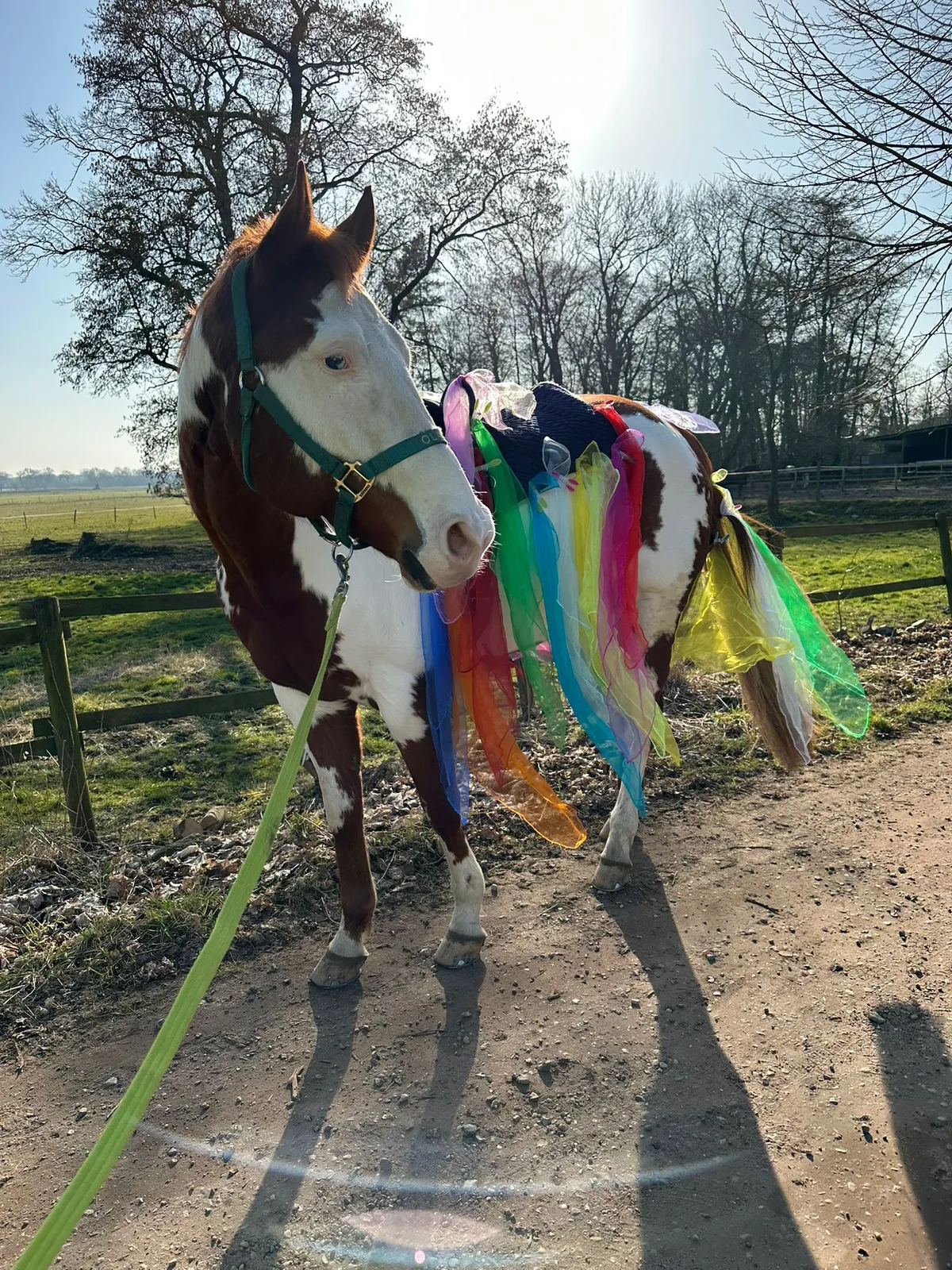 Olaf - American Paint Horse