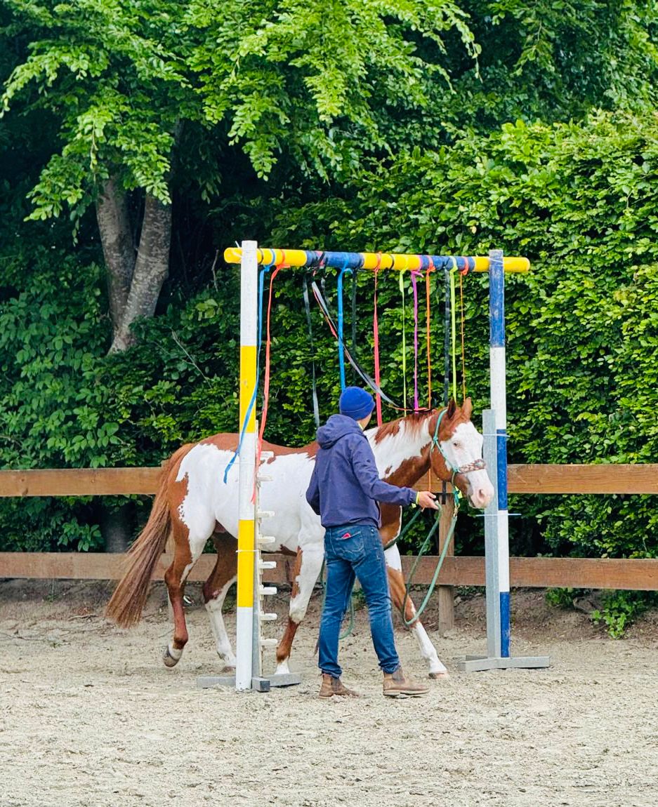Schrecktraining mit Bändern