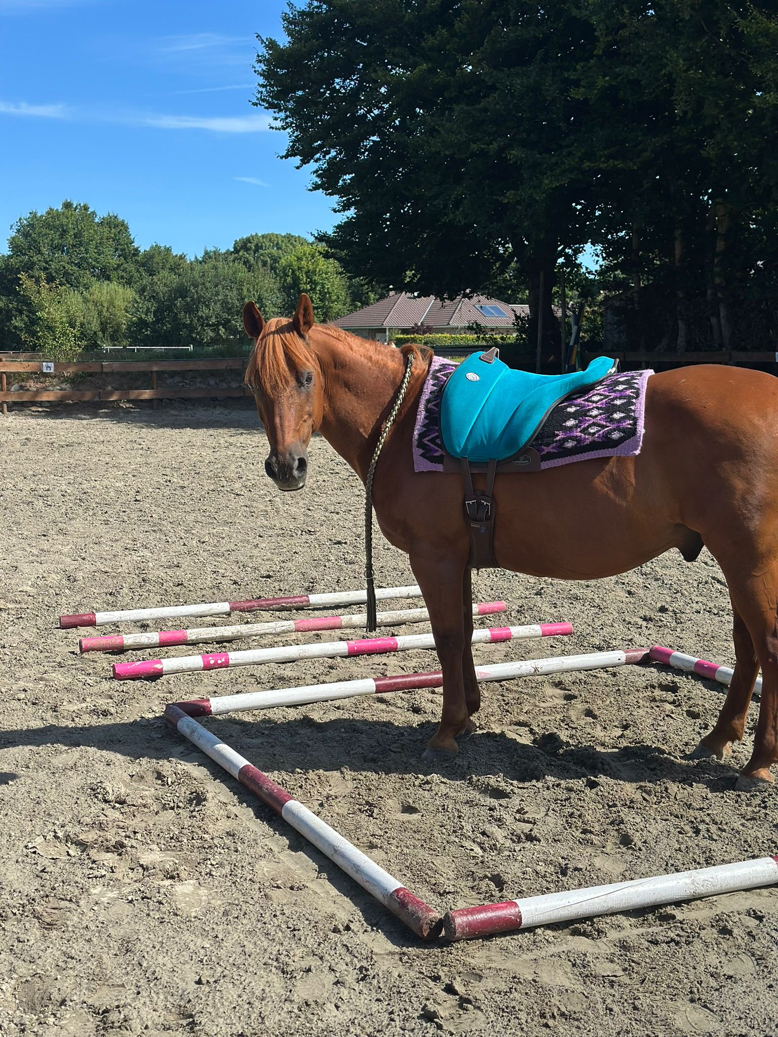 Training auf dem Reitplatz