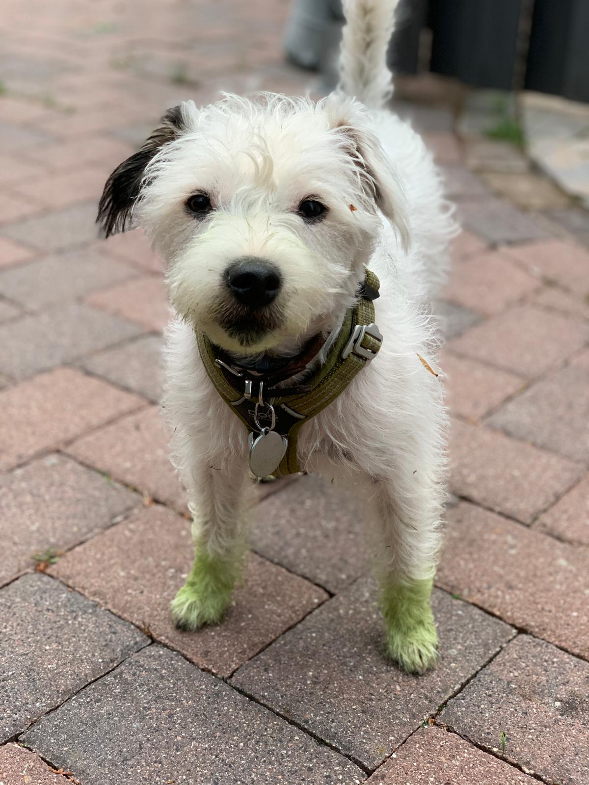 Watson mit grünen Pfoten